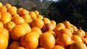 laranja.jpg